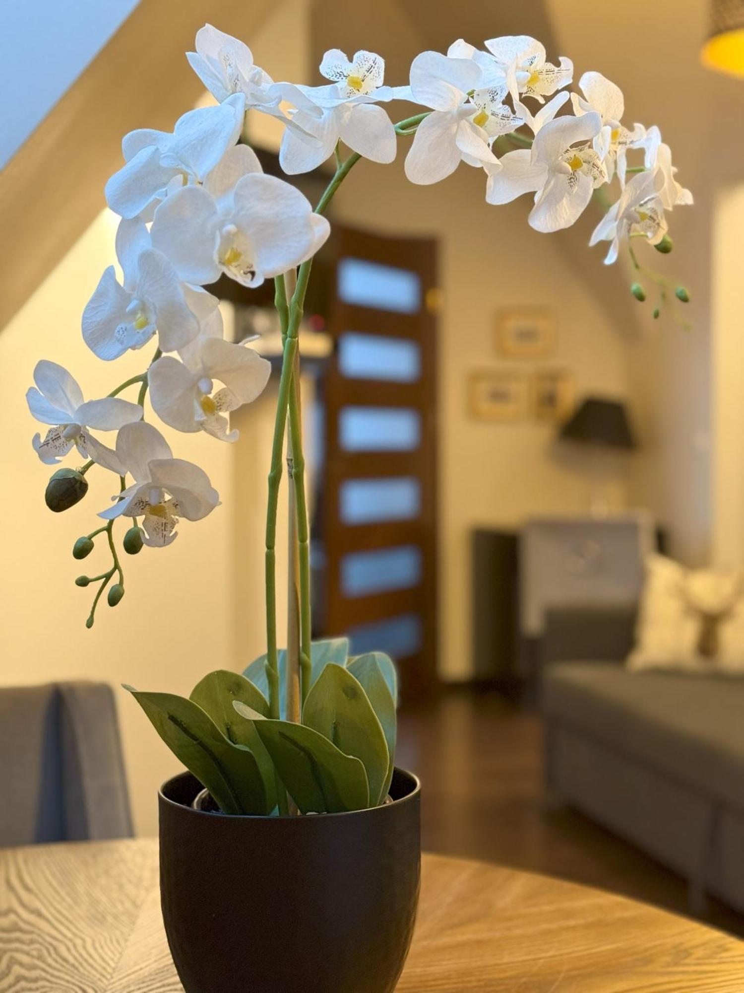 Apartament Glamour I 자코파네 외부 사진